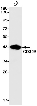 CD32B Rabbit Monoclonal Antibody