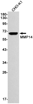 MMP14 Antibody