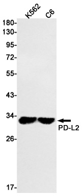 PDCD1LG2 Antibody
