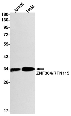 RNF115 Antibody