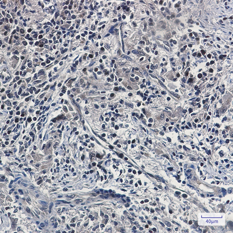UFM1 Rabbit mAb