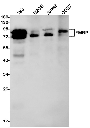 FMR1 Antibody