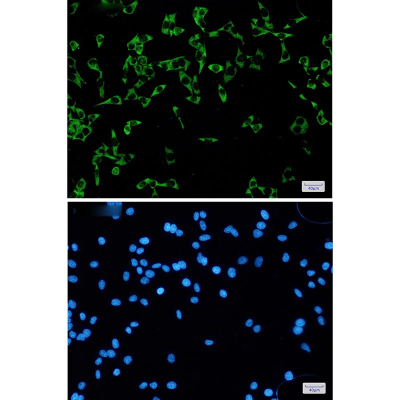 FMR1 Antibody
