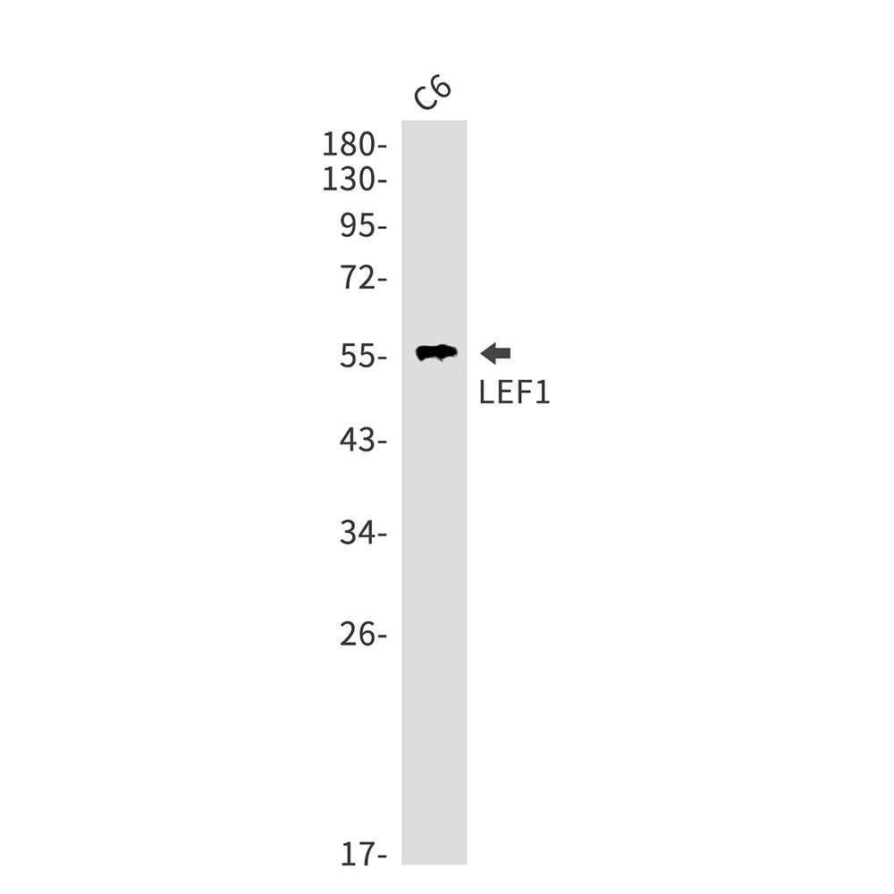 LEF1 Antibody