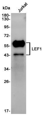 LEF1 Rabbit pAb