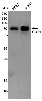 CDT1 Rabbit pAb