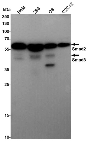 Smad2/3 Rabbit pAb