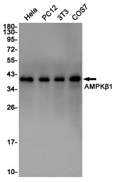 AMPK beta 1 Rabbit pAb