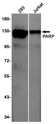 PARP1 Rabbit pAb