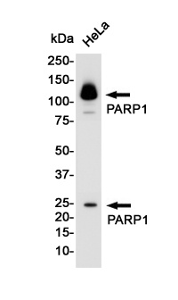 PARP1 Rabbit pAb