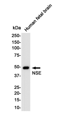 NSE Rabbit pAb