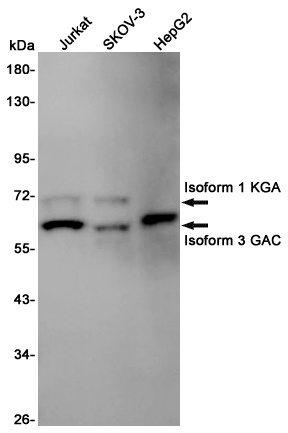 Glutaminase Rabbit pAb