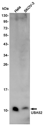 Ubiquitin 60S Ribosomal Protein L40 Rabbit pAb