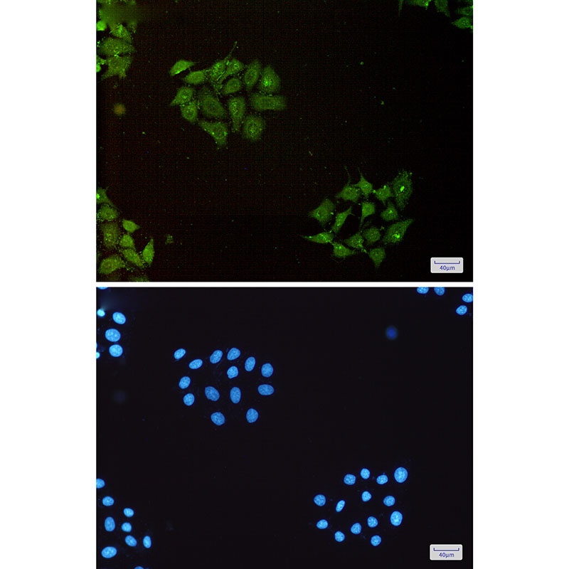 Ubiquitin 60S Ribosomal Protein L40 Rabbit pAb