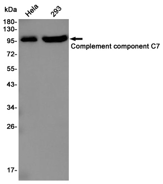 C7 Rabbit pAb