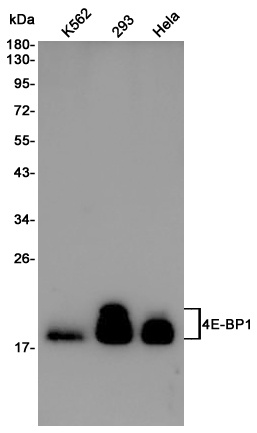 4E BP1 Rabbit pAb