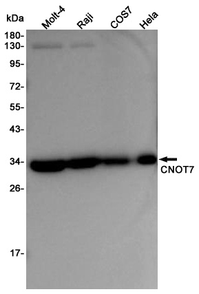 CNOT7 Rabbit pAb