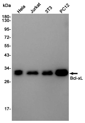 Bcl-XL Rabbit pAb