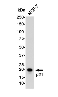 p21 Rabbit pAb