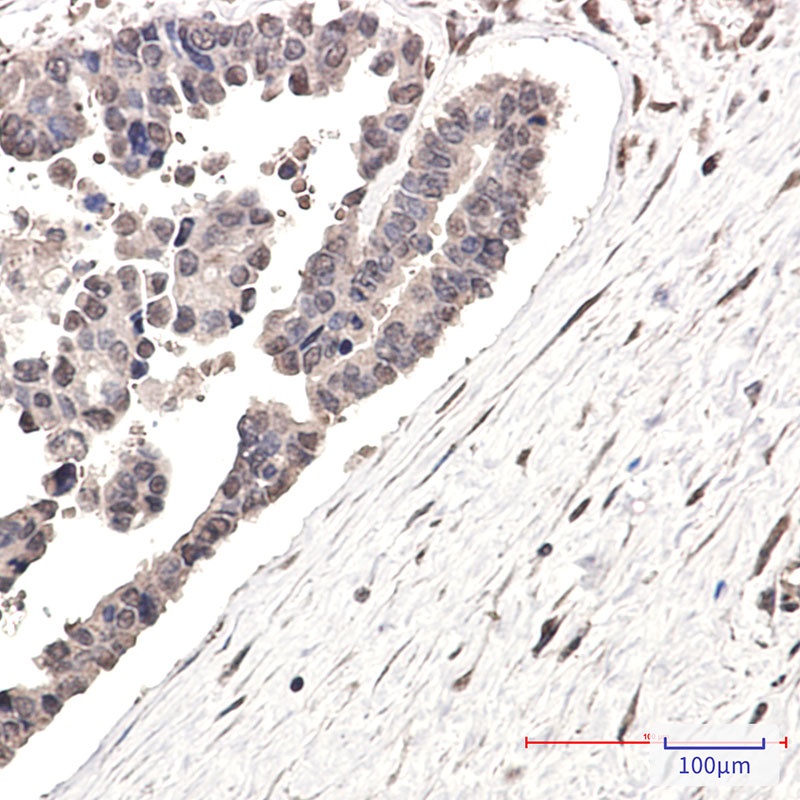 STAG2 Antibody