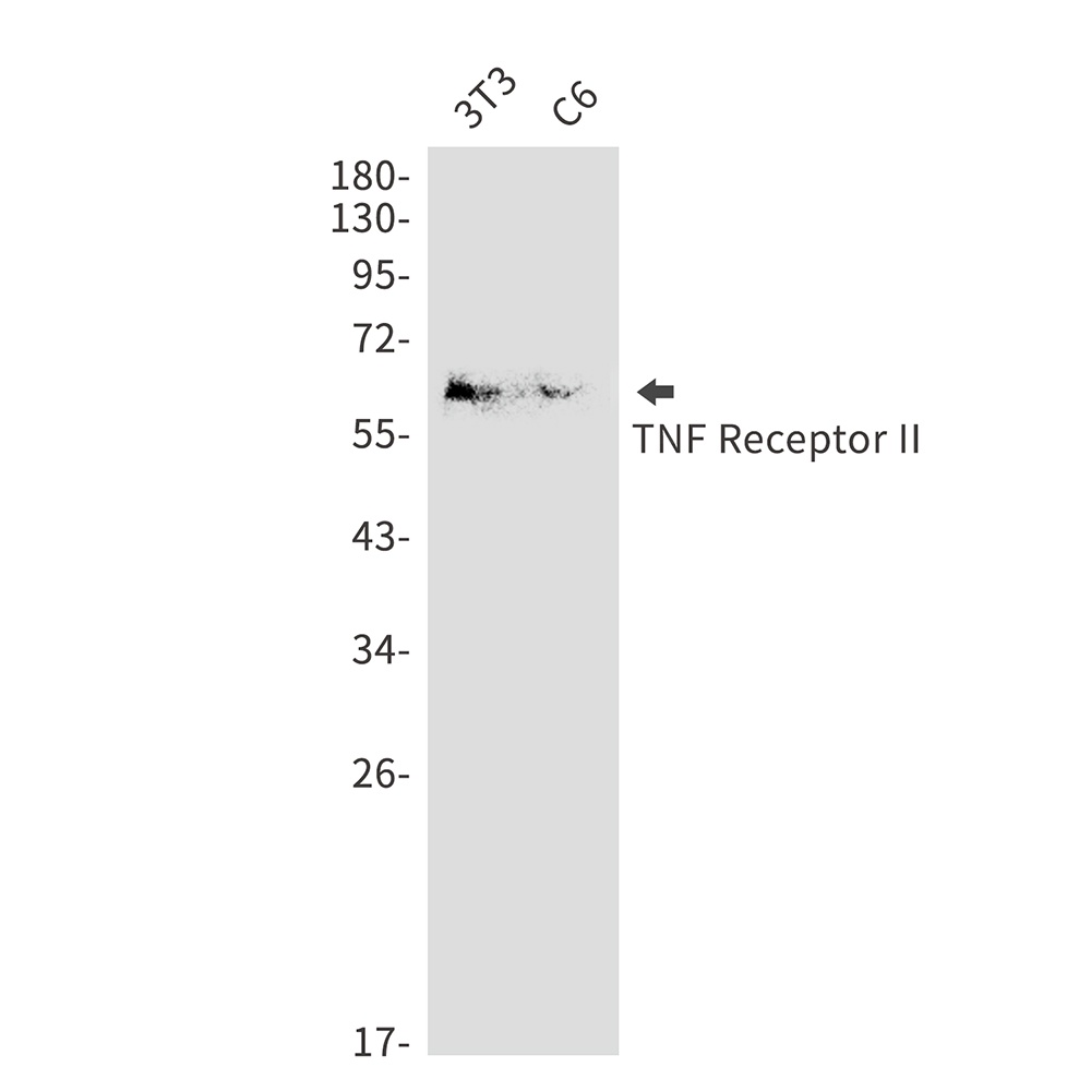 TNF Receptor 2 Rabbit pAb