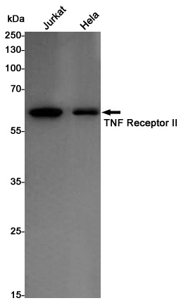 TNF Receptor 2 Rabbit pAb