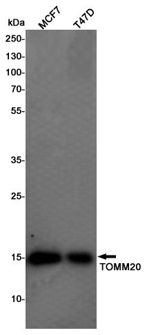 TOMM20 Antibody