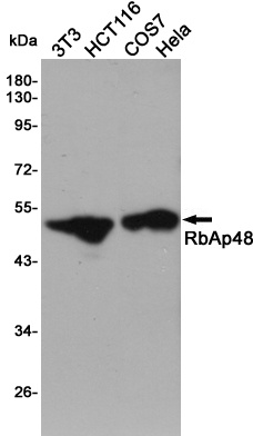 RBBP4 Rabbit pAb
