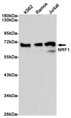 Nrf1 Rabbit pAb