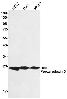 Peroxiredoxin 3 Rabbit pAb