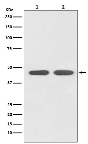 Angiotensin II Type 1 Receptor Rabbit pAb