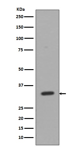 CD8 alpha Rabbit pAb