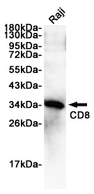 CD8 alpha Rabbit pAb