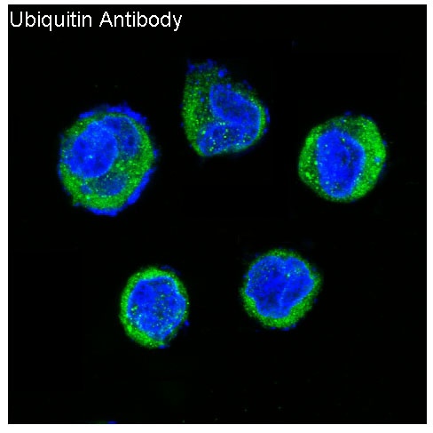 Ubiquitin Rabbit pAb