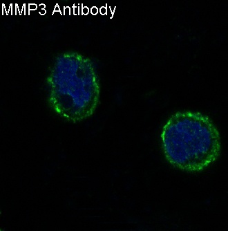 MMP3 Rabbit pAb