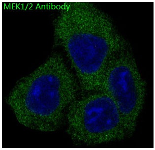 MAP2K1/MAP2K2 Antibody