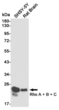 RHOA/RHOB/RHOC Antibody