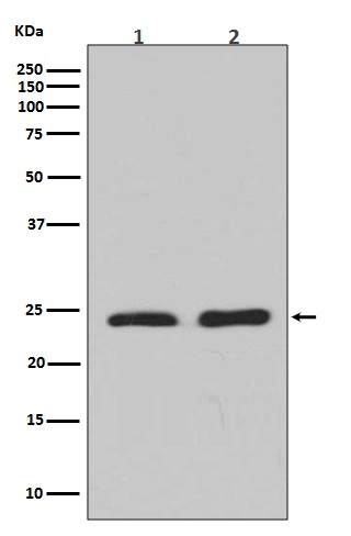 RHOA/RHOB/RHOC Antibody