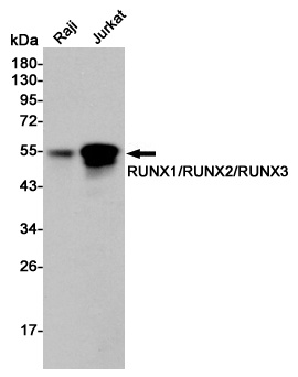 RUNX1/RUNX2/RUNX3 Antibody