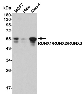 RUNX1/RUNX2/RUNX3 Antibody