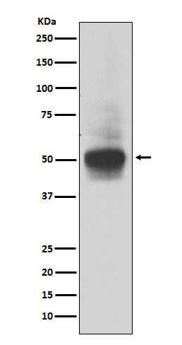 RUNX1/RUNX2/RUNX3 Antibody