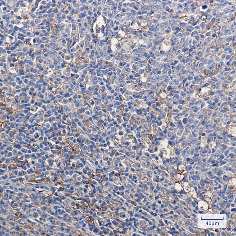 Thioredoxin Rabbit mAb