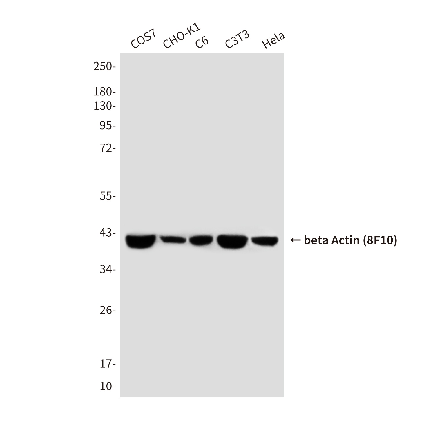 beta Actin Mouse mAb (HRP)