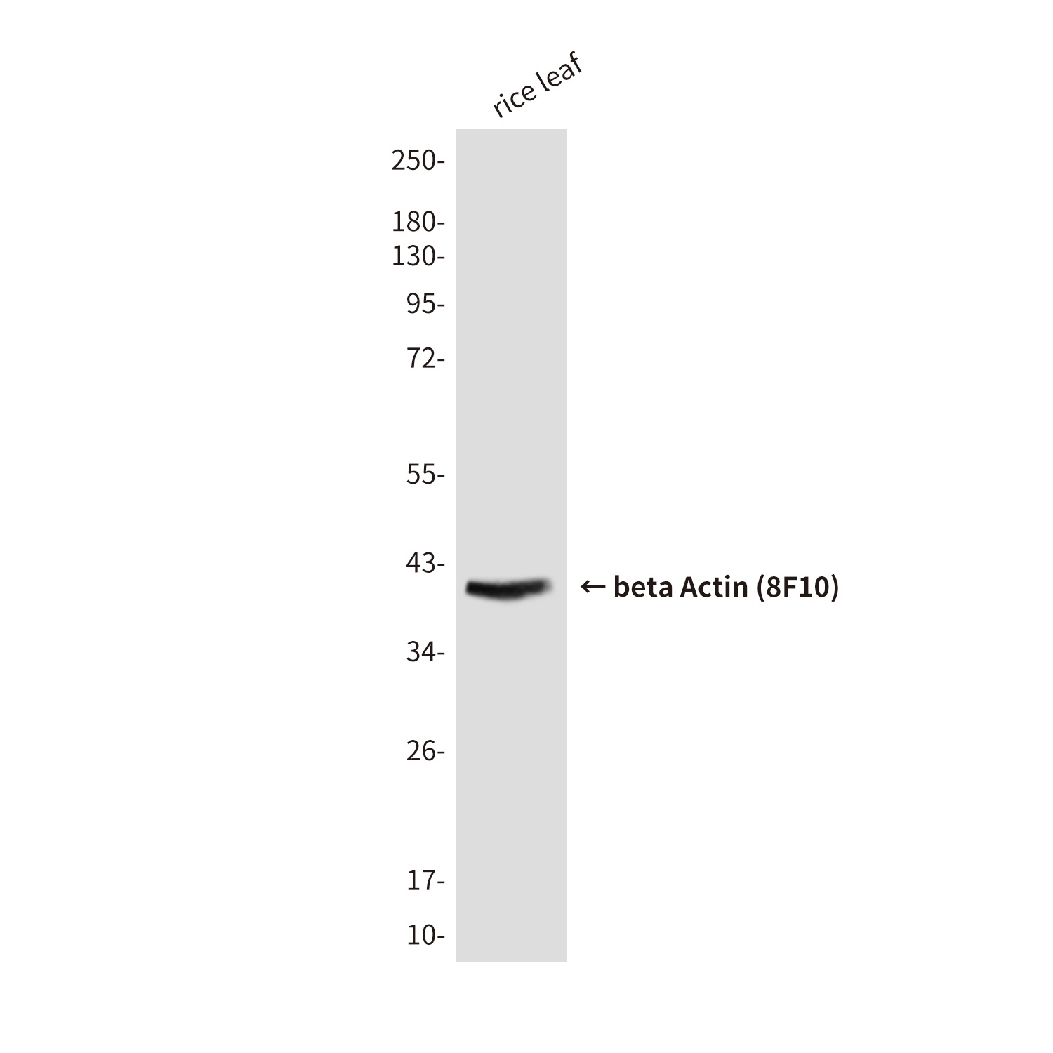 beta Actin Mouse mAb (HRP)