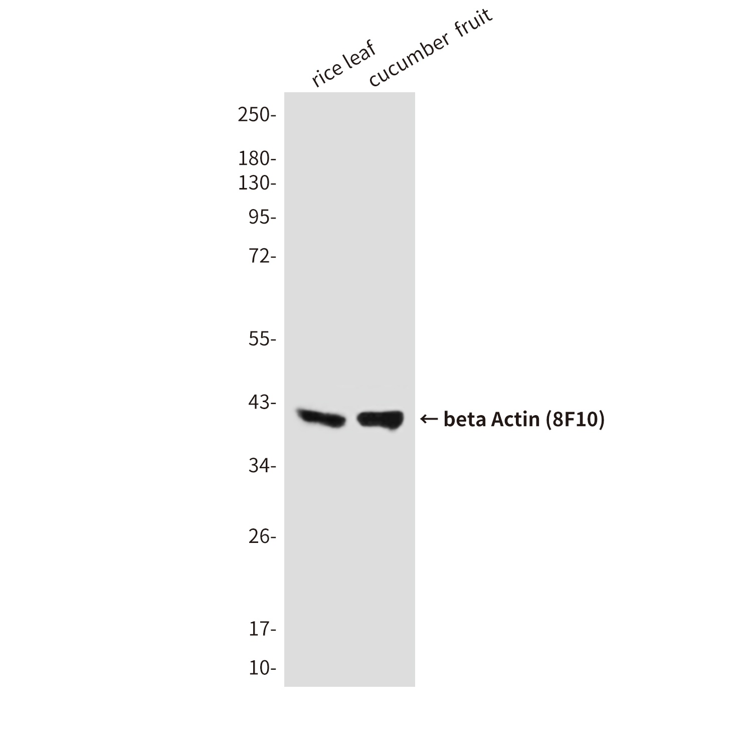 beta Actin Mouse mAb (HRP)