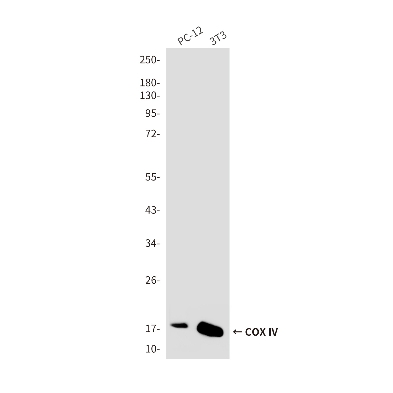 COX IV (4D2) Mouse mAb