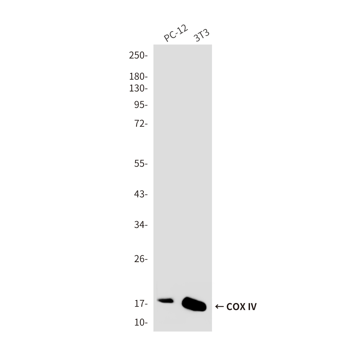 COX4I1 Antibody