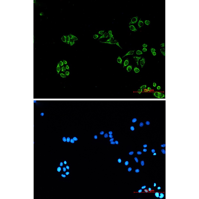 COX IV (4D2) Mouse mAb