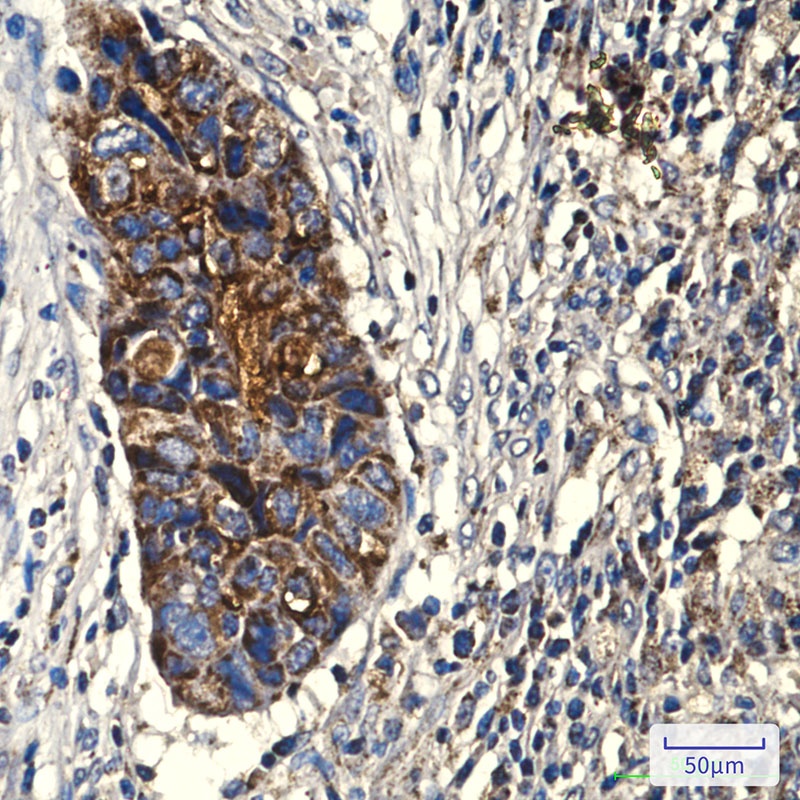 COX IV (4D2) Mouse mAb