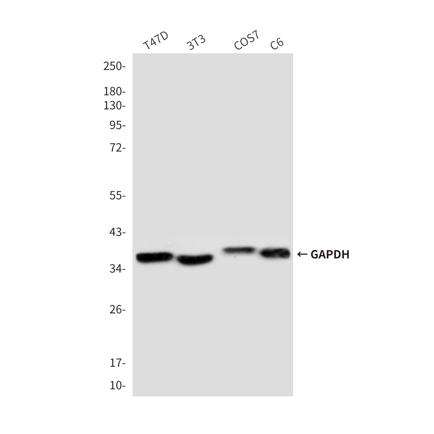 GAPDH Antibody
